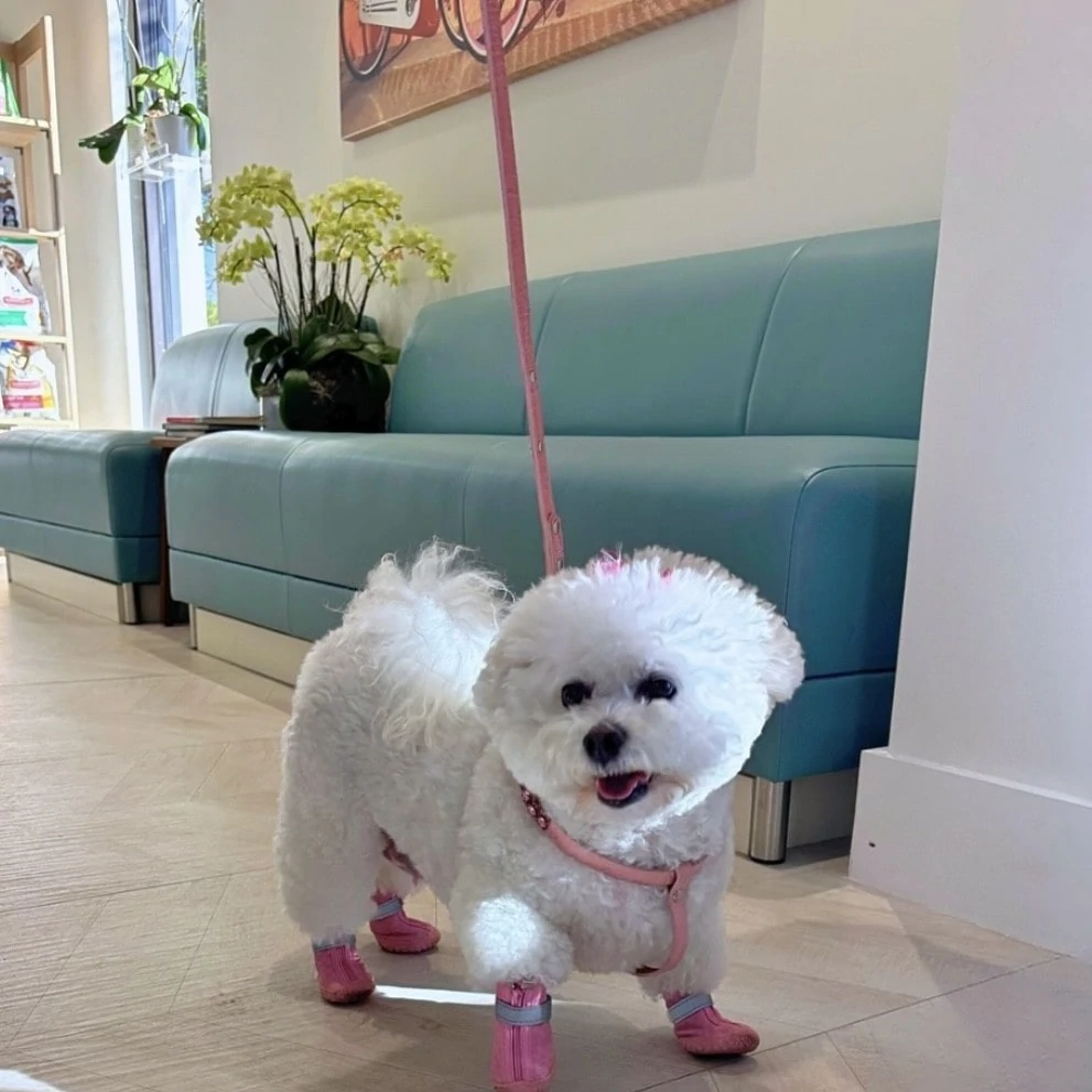 Veterinary patient visit and wellness examination