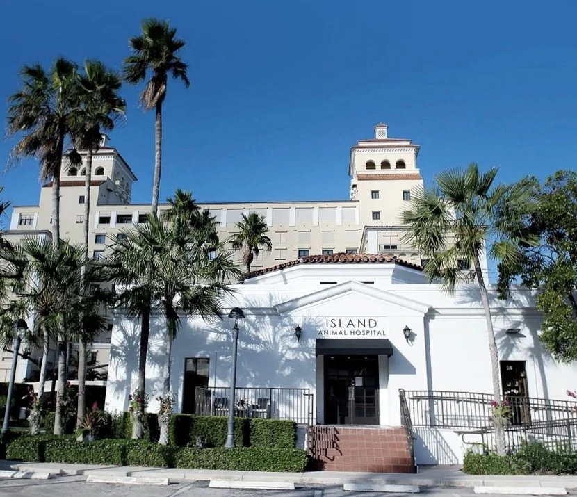 Island Animal Hospital Care
