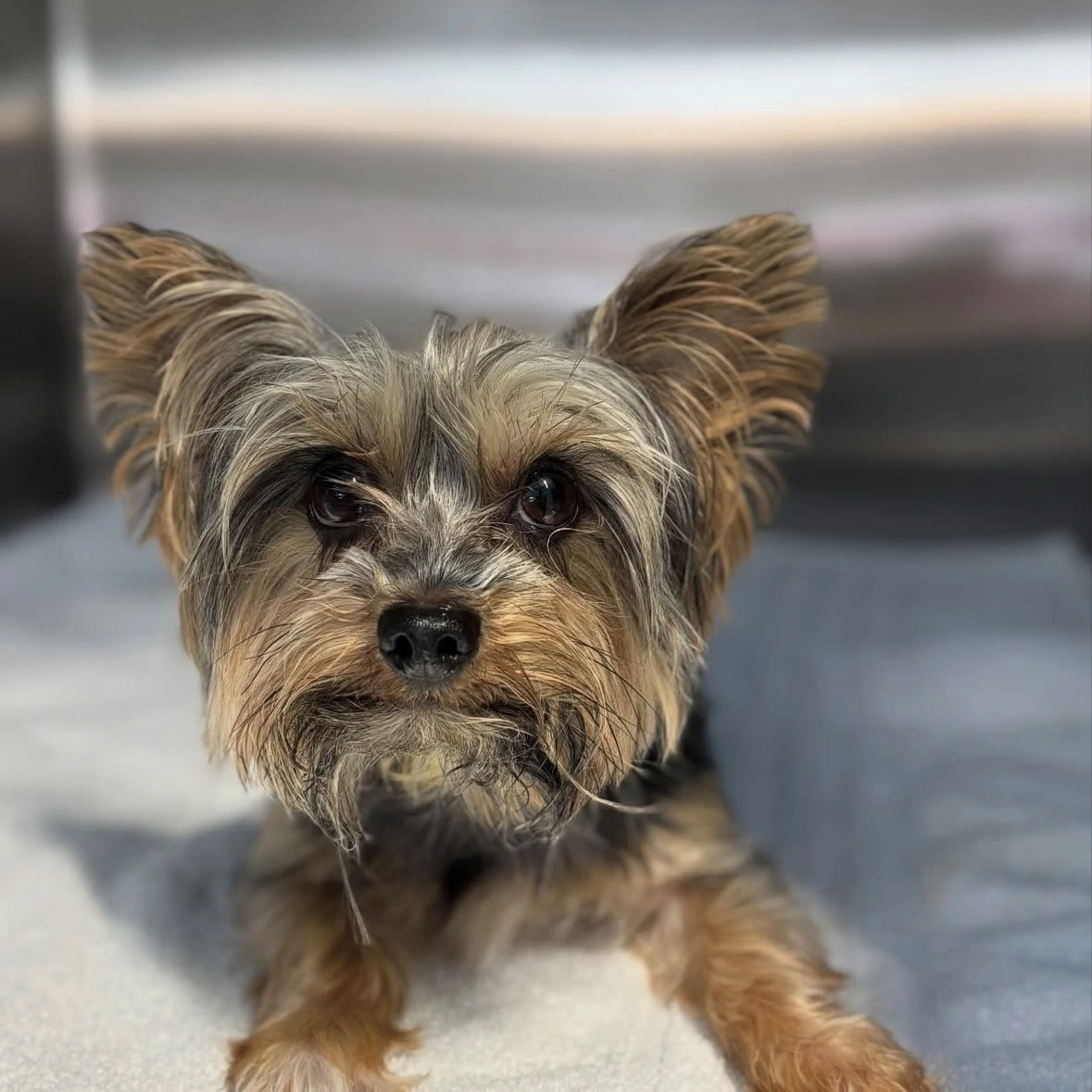 Happy pet companion during appointment
